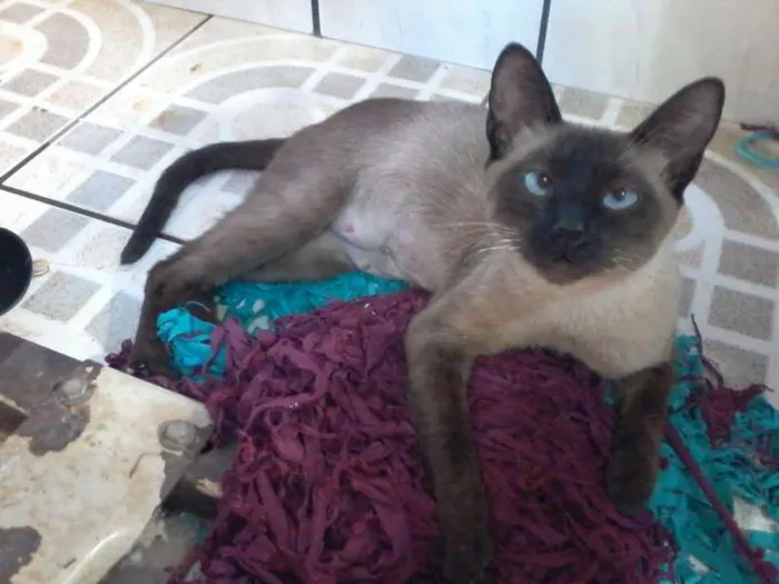 Gato ra a Siamês idade  nome Anabele
