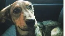 Cachorro ra a Srd idade 2 a 6 meses nome Dodô
