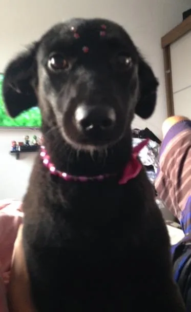 Cachorro raça Vira lata idade 1 ano nome Lolah