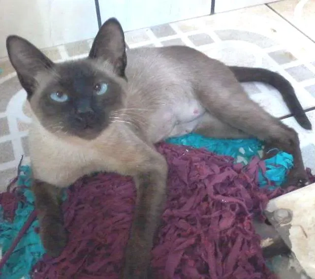 Gato ra a Siamês idade  nome Anabele