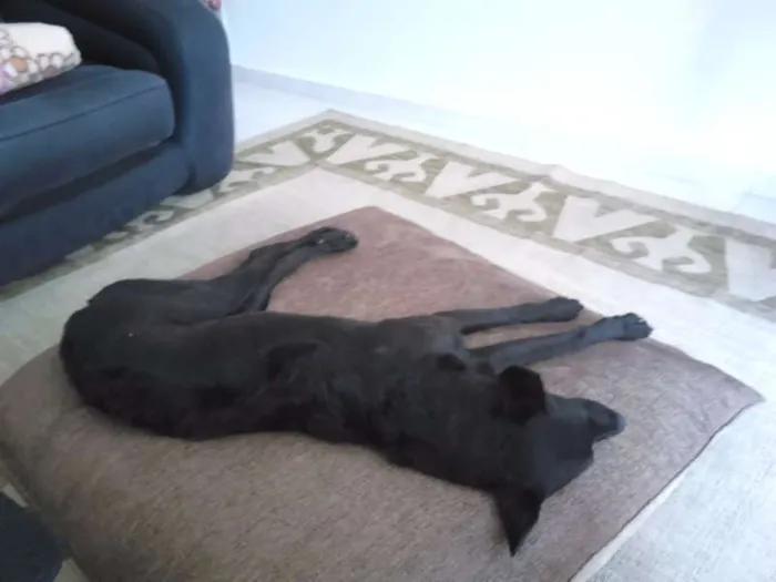 Cachorro ra a viralata idade 2 anos nome Nina