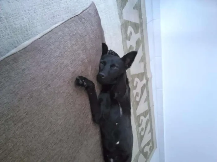 Cachorro ra a viralata idade 2 anos nome Nina