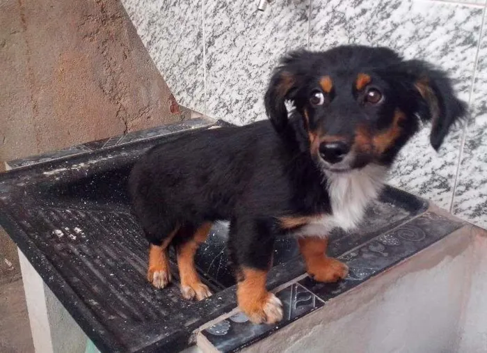 Cachorro ra a SRD idade 2 a 6 meses nome Flor