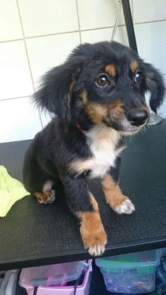 Cachorro ra a SRD idade 2 a 6 meses nome Flor