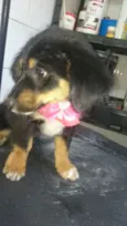 Flor
