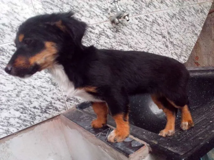 Cachorro ra a SRD idade 2 a 6 meses nome Flor