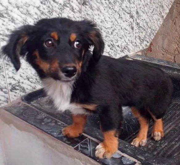 Cachorro ra a SRD idade 2 a 6 meses nome Flor