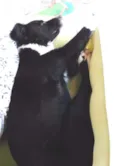 MEG