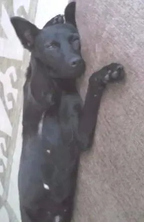 Cachorro ra a viralata idade 2 anos nome Nina