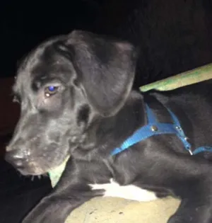 Cachorro raça Labrador idade 2 a 6 meses nome Bob