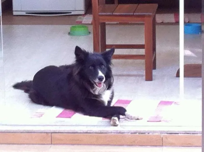 Cachorro ra a Boder Collie idade  nome Lilica