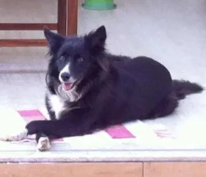 Cachorro raça Boder Collie idade  nome Lilica