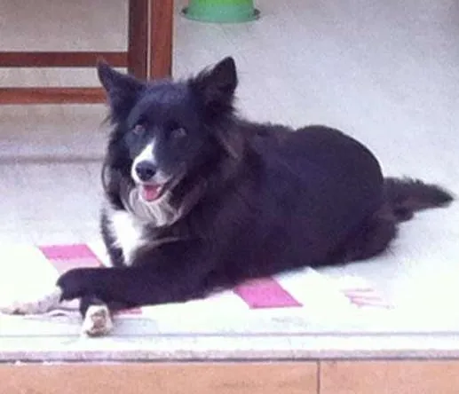 Cachorro ra a Boder Collie idade  nome Lilica