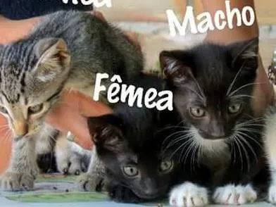 Gato raça SRD idade Abaixo de 2 meses nome Sem nomes