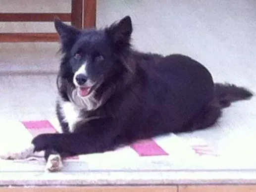 Cachorro ra a Boder Collie idade  nome Lilica