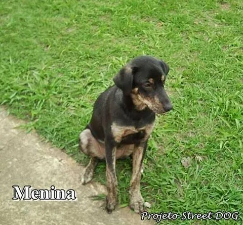 Cachorro ra a SRD idade 1 ano nome Menina