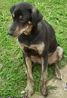 Cachorro ra a SRD idade 1 ano nome Menina