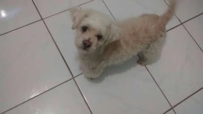 Cachorro ra a Shitzu,lhasa-apso,poodle micro e pinscher idade 1 ano nome duck, maya,nina e rute