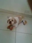 duck, maya,nina e rute