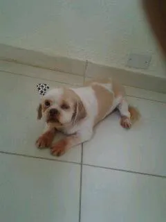Cachorro ra a Shitzu,lhasa-apso,poodle micro e pinscher idade 1 ano nome duck, maya,nina e rute