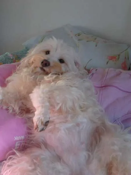 Cachorro ra a Shitzu,lhasa-apso,poodle micro e pinscher idade 1 ano nome duck, maya,nina e rute