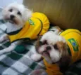 duck, maya,nina e rute