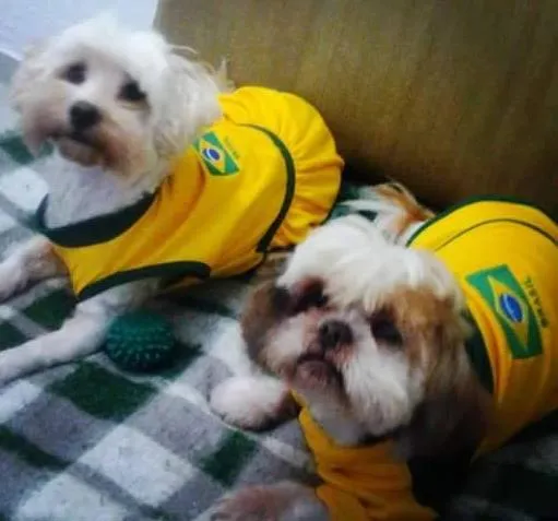 Cachorro ra a Shitzu,lhasa-apso,poodle micro e pinscher idade 1 ano nome duck, maya,nina e rute