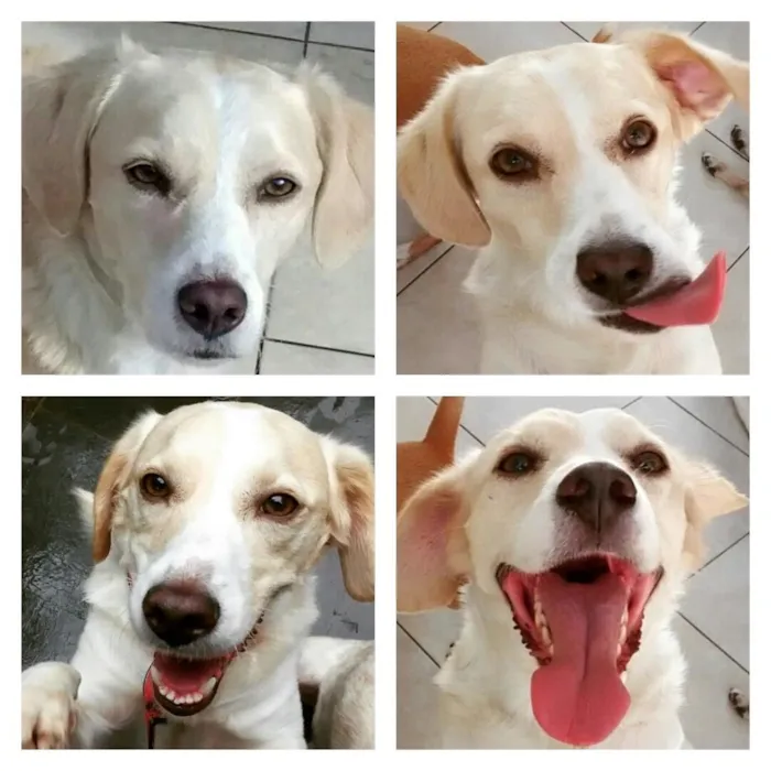 Cachorro ra a Vira Lata idade 2 anos nome Armando