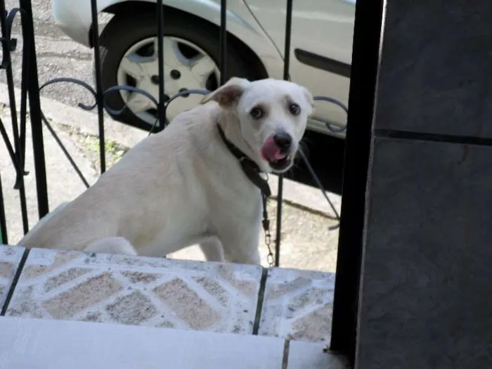 Cachorro raça Viralata idade 2 anos nome Rex