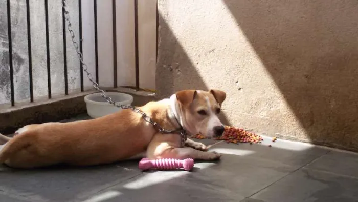 Cachorro ra a SRD idade 1 ano nome Nina