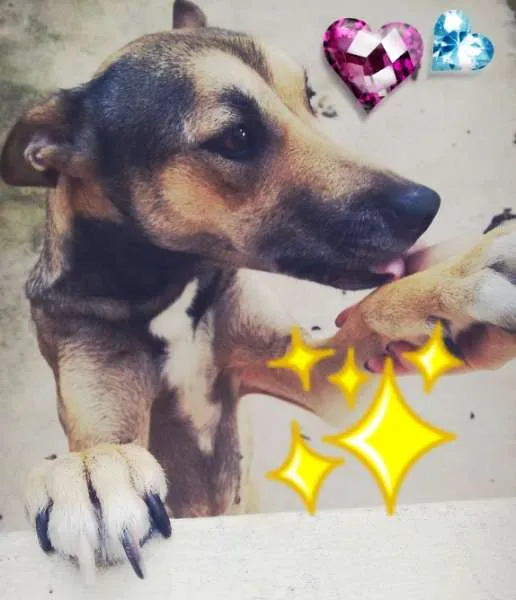 Cachorro ra a Mestiça Pastor alemão e labrador idade 2 anos nome Sophia