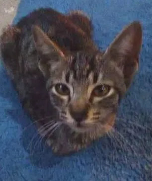 Gato ra a Não sei idade Abaixo de 2 meses nome Dengosa