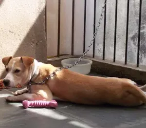 Cachorro raça SRD idade 1 ano nome Nina
