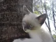 Gatinhos