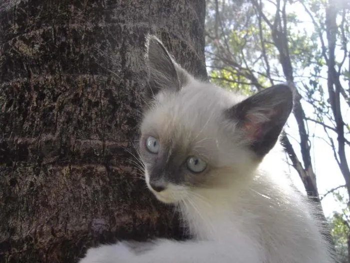 Gato ra a  idade 2 a 6 meses nome Gatinhos