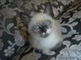 Gatinhos