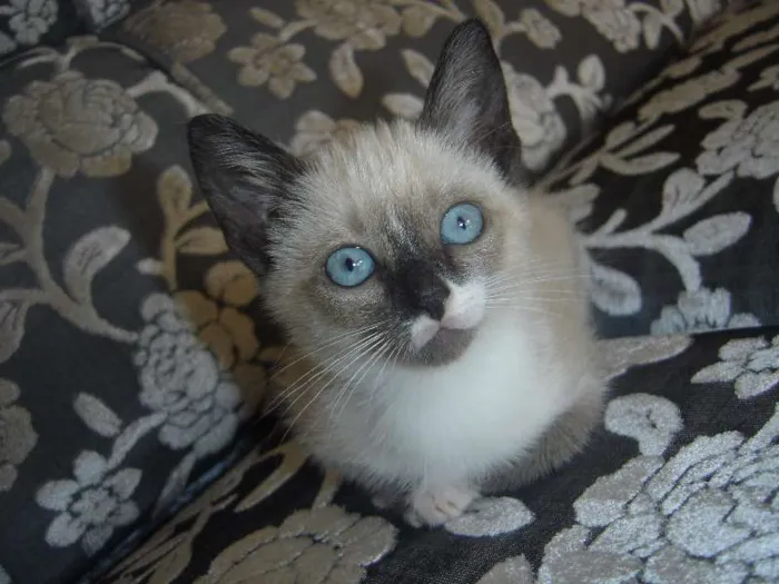 Gato ra a  idade 2 a 6 meses nome Gatinhos