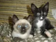 Gatinhos