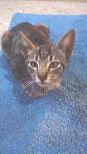 Gato ra a Não sei idade Abaixo de 2 meses nome Dengosa