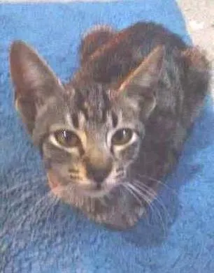 Gato ra a Não sei idade Abaixo de 2 meses nome Dengosa