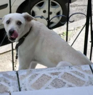 Cachorro raça Viralata idade 2 anos nome Rex