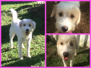 Cachorro raça SRD idade 1 ano nome Branca