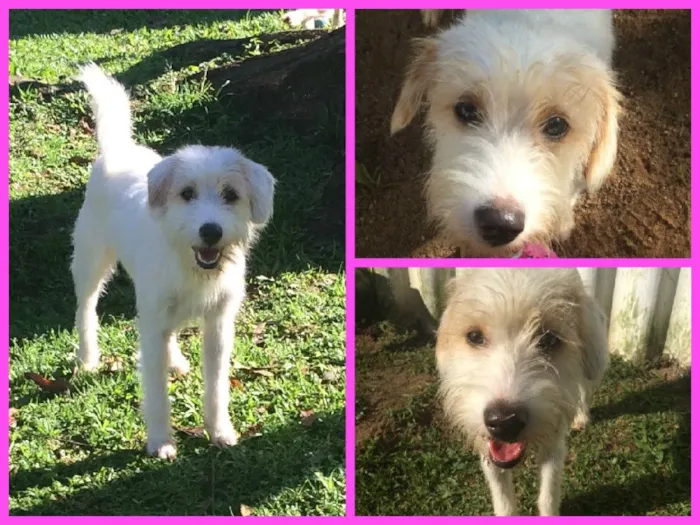Cachorro ra a SRD idade 1 ano nome Branca