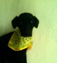 Astro,Bobby, Lupo,