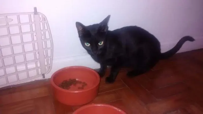 Gato ra a SRD idade 2 a 6 meses nome Dandara
