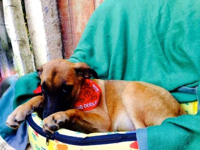 Cachorro ra a SRD idade 2 a 6 meses nome Karina