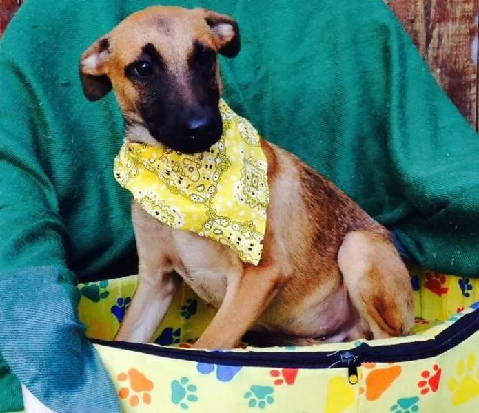 Cachorro ra a SRD idade 2 a 6 meses nome Caio