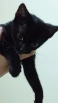Gatinha