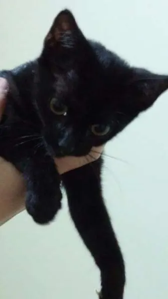Gato ra a RND idade 2 a 6 meses nome Gatinha