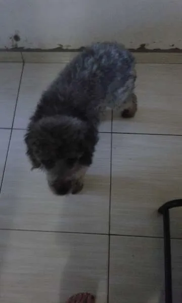 Cachorro ra a Poodle idade  nome N sei